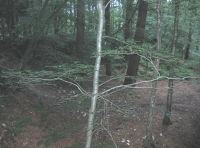 Corry wood photo 3