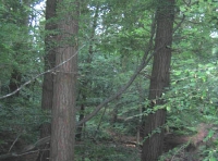 Corry wood photo 4