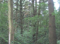 Corry wood photo 5