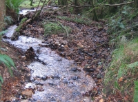 Dene Wood