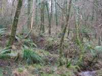 Dene Wood photo 2