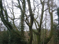 Dene Wood photo 3