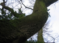 Dene Wood photo 4