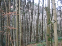 Dene Wood photo 5