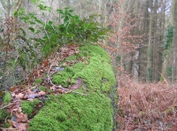 Dene Wood photo 6