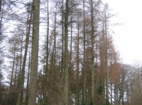 Dene Wood photo 7