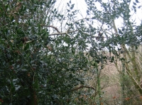 Dene Wood photo 8