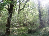 Diana & Canonbrook Wood - SOLD