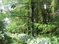 Ducksmoor wood - SOLD