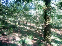 Elwill & Kipscombe Wood - SOLD