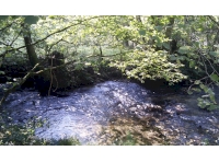 Elwill Wood