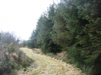 Embury Wood