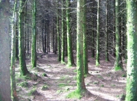 Water features in the woodland