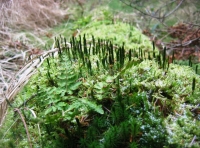 Trees in the woodland 