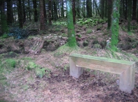 Established conifer trees