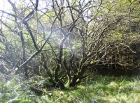 The entrance to Embury Wood