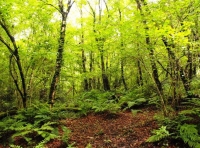 Esworthy Wood - SOLD