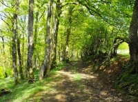 Evans Wood - SOLD