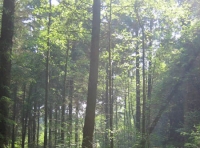 The Sun shines in Gold Acre Wood