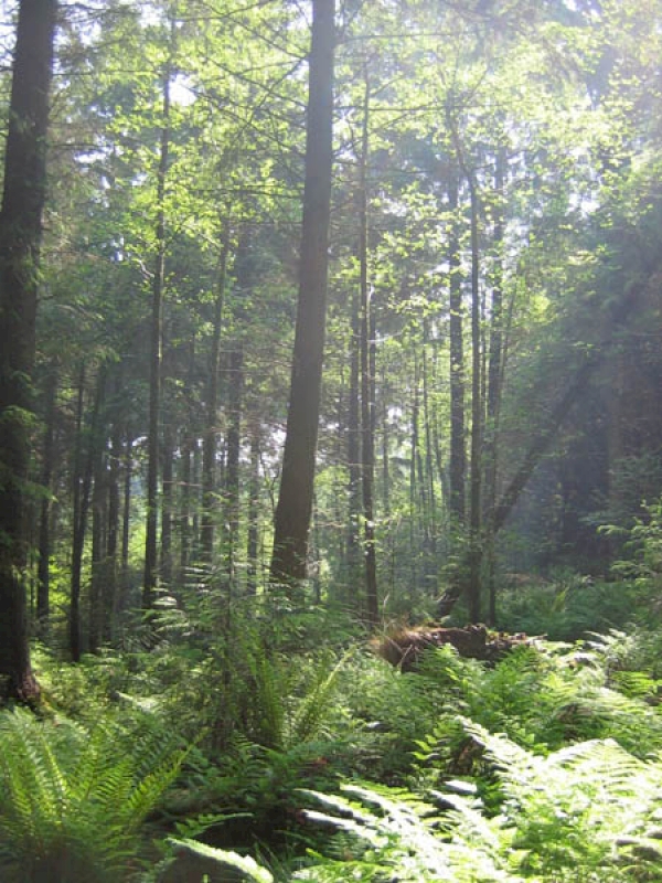 Gold Acre Wood - SOLD