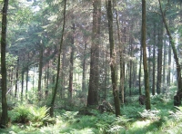 Fern thrive in the woodland for sale