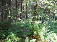 Close up of the Ferns and a potential pond area 