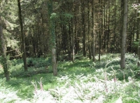 View into the woodland for sale