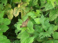 Speckled Wood butterfly seen in the wood