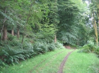 Goyle wood