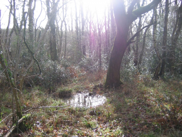 Great Bean Wood