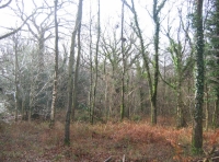 Great Bean Wood photo 2