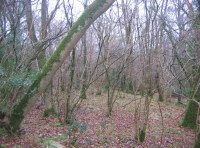 Great Bean Wood photo 3