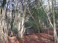 Great Bean Wood photo 4