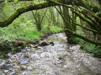 Haxton Wood - SOLD