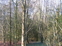 Heddon wood - SOLD photo 3