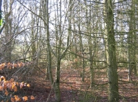 Heddon wood - SOLD photo 4