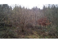 Broadleaved area within the woodland
