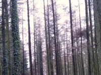 A well thinned conifer area