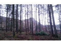 View of Blackingstone rock from within Heltor Wood