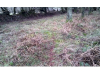 Signs of deer travelling through the wood.