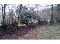 Traditional hazel hedgebank
