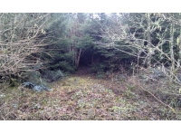 Entrance of track that snakes into the magical clearing