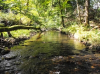 Holwell River Wood - SOLD