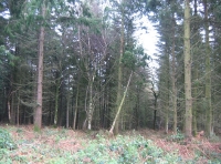 Honeyhill Wood - SOLD