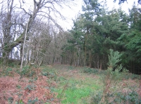 Honeyhill Wood - SOLD photo 2