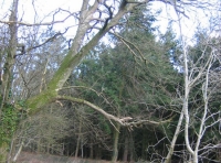 Honeyhill Wood - SOLD photo 3