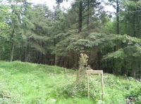 Honeyhill Wood - SOLD photo 4