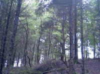 Honeyhill Wood - SOLD photo 5