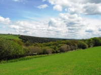 Honeywell Wood