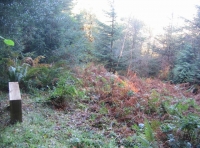 Hornshaynes wood - SOLD